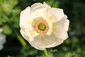 White blooming anemone in sunny March