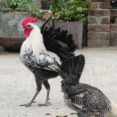 Egyptian Fayoumi breed is looking very beautiful with black and white texture and is very popular...