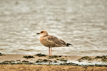 Latvia-gulf of Riga beach gull