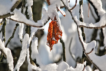 Munich-Westpark-Winter-Snow