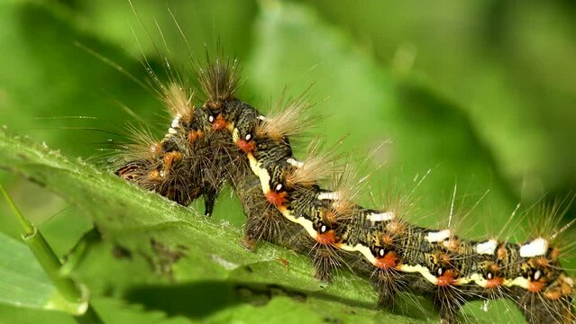 Drinker moth caterpillar (Euthrix potatoria, drinker, is an orange-brown moth of family Lasiocampidae) sits on green grass. Macro view of an insect in wild