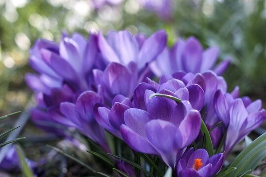 Flower-Bl&uuml;men-Krokus Spring