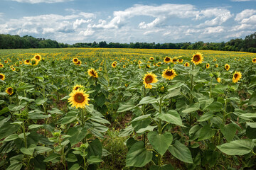 The green yellow sunflowers in the field