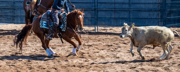 Fotobehang Paardensport Steers and cowgirl in a cutting event  © Richard Nantais