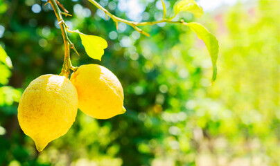 hanging two Lemon Fruits in Lemon garden of Sorrento at summer, copy space on defocused foliage