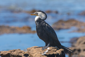 A white-throated shag (Microcarbo melanoleucos brevirostris) looks out at the Pacific Ocean from Curio Bay on the southern end of the South Island of New Zealand.
