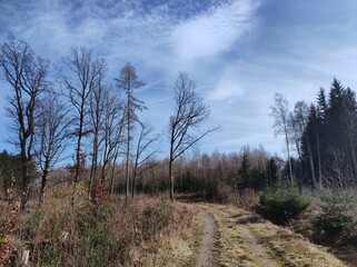 Weg in Naturlandschaft im März mit verdeckter Sonne am blauen Himmel