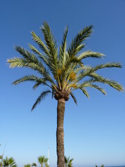 Des palmiers dans un ciel bleu