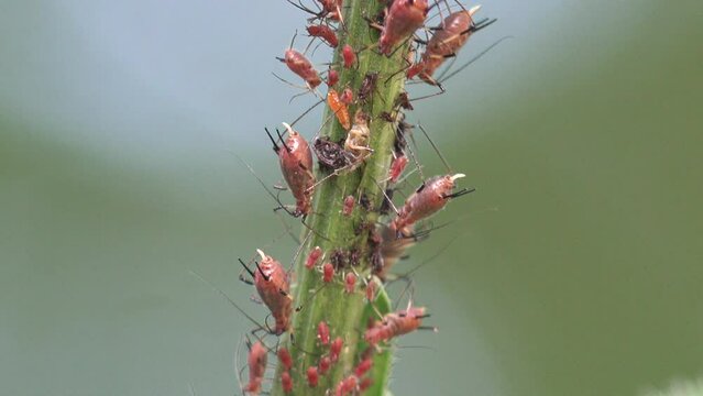 Colony of red aphids sucks juice of thistle, macro view insect in wild