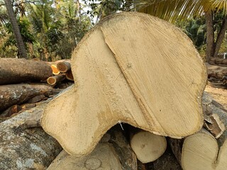 Wood is a structural tissue found in the stems and roots of trees and other woody plants.