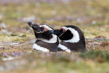 Magallanic Penguin Spheniscus Magallanicus Atlantic Coast, Patagonia.