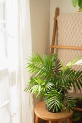 Indoor Areca palm plant (dypsis lutescens) in a pot on a wooden stool with wooden blanket ladder and white curtains by natural window light