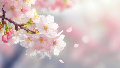 満開の桜と花びら