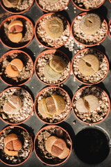 Top view of living stones or cactus lithops houseplants potted in bright sunshine