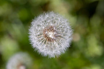 Fototapeta premium white flowers of dandelion balls in a spring field