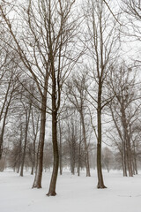 deciduous trees in winter during snowfall