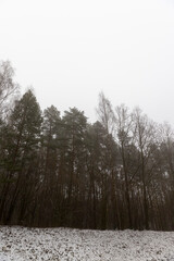 tall old trees in the winter season in the forest