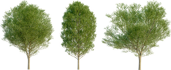 Carpinus betulus 4k png cutout © DH Tree Stock