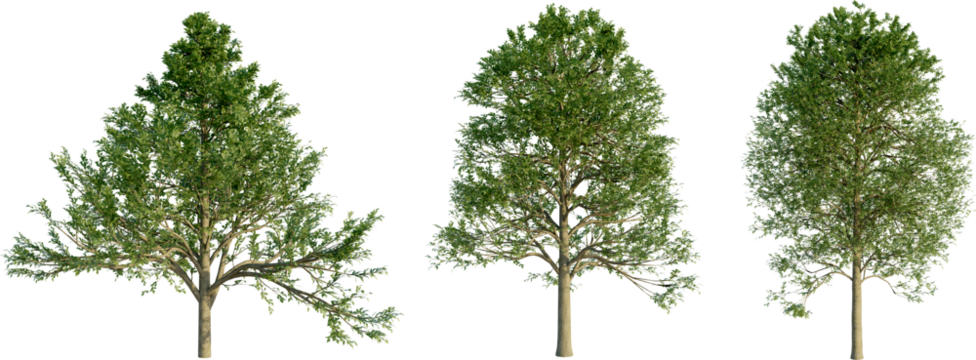 Alnus glutinosa 4k png cutout transparent