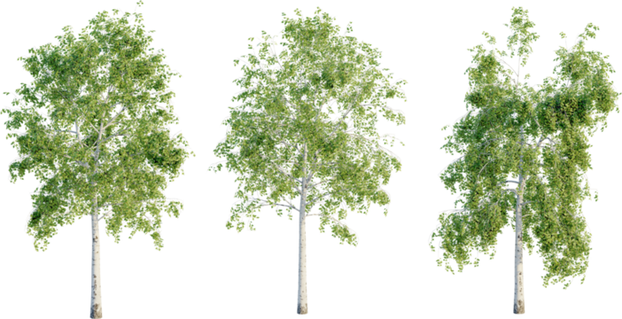 Betula pendula 4k png cutout