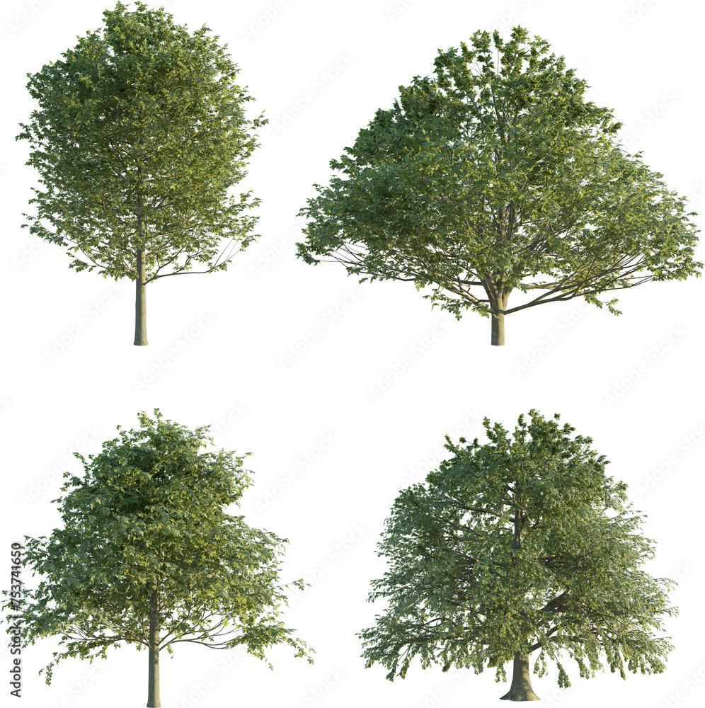 Poster fagus sylvatica 4k png cutout