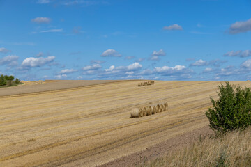 Obraz premium straw stacks in the field after the grain harvest