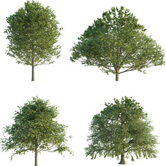 Fagus sylvatica 4k png cutout