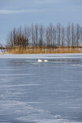 white swans on the lake in winter, wild swans