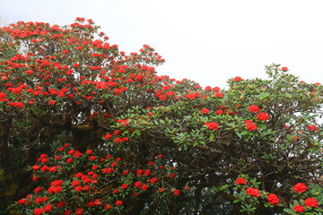 Rhododendron Arboreum is an evergreen shrub or small tree with a showy display of bright red...