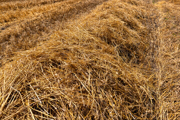 golden dry stubble on wheat in the field in summer