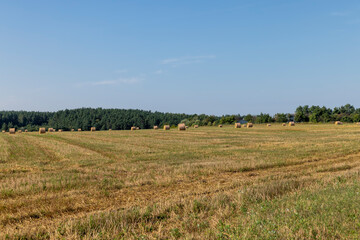 A field with cereals in the summer