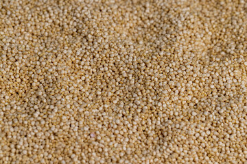 scattered white quinoa seeds, close up