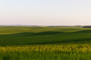Obraz premium young green wheat in the field in the spring season