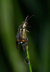 Malachite beetle, Malachius bipustulatus, spreading its wings ready to fly