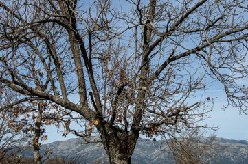 top of tree with leafless branches