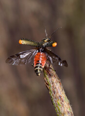 Malachite beetle, Malachius bipustulatus, spreading its wings ready to fly
