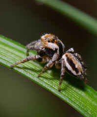 jumping spider Evarcha, Salticidae, sitting on a grass