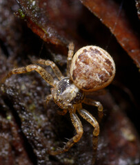 very small crab spider Thomisidae sitting on a tree trunk, forest