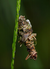 Chrysalis of a butterfly hanging on a plant stem