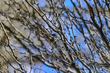 Bluegray Gnatcatcher at Big Bend National Park in Southwest Texas.