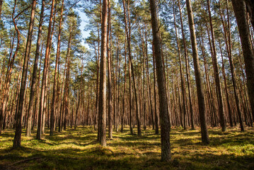 Natural landscape, coniferous forest on a sunny day in Poland.