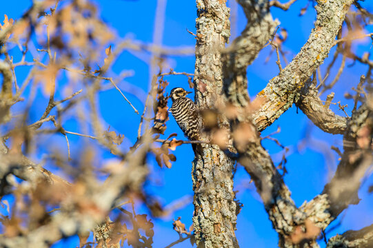 A Female Ladderback Woodpecker near Mason Texas.