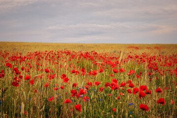 Mohn - Ecology - Beautiful summer day. Red poppy field. - Flowers Red poppies blossom on wild field. - Sunrise - Sunset - High quality photo