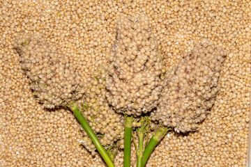 Jowar (Sorghum) arrange as background, Close up.
