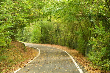 Obraz premium Road in the forest