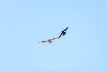 飛翔しながらカラスと戦う美しいケアシノスリ（タカ科）。

日本国群馬県、利根川河川敷にて。
2024年3月3日撮影。

A beautiful Rough-legged Buzzard (Buteo lagopus, family comprising, family comprising hawks) and Jungle Crow in flight for fighting.

At Ton