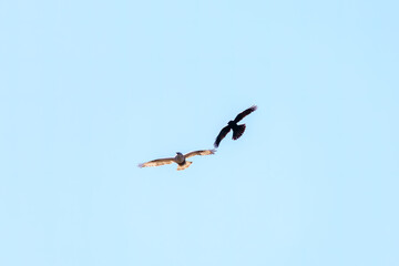 飛翔しながらカラスと戦う美しいケアシノスリ（タカ科）。

日本国群馬県、利根川河川敷にて。
2024年3月3日撮影。

A beautiful Rough-legged Buzzard (Buteo lagopus, family comprising, family comprising hawks) and Jungle Crow in flight for fighting.

At Ton