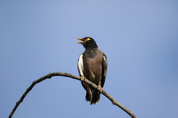 Common Myna (Acridotheres tristis) is common bird of Eastern Nepal. 
