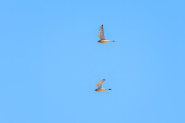 同族で争う美しいチョウゲンボウ（ハヤブサ科）。

日本国群馬県、利根川河川敷にて。
2024年3月3日撮影。

A beautiful Common Kestrel (Falco tinnunculus, family comprising Falco falcons) competing with its own kind.

At Tonegawa riverbed, Gunma, Japan