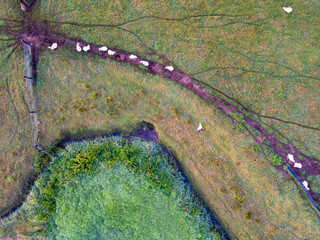 In this overhead shot, cows form a linear procession along a distinct trail in a field. On the...